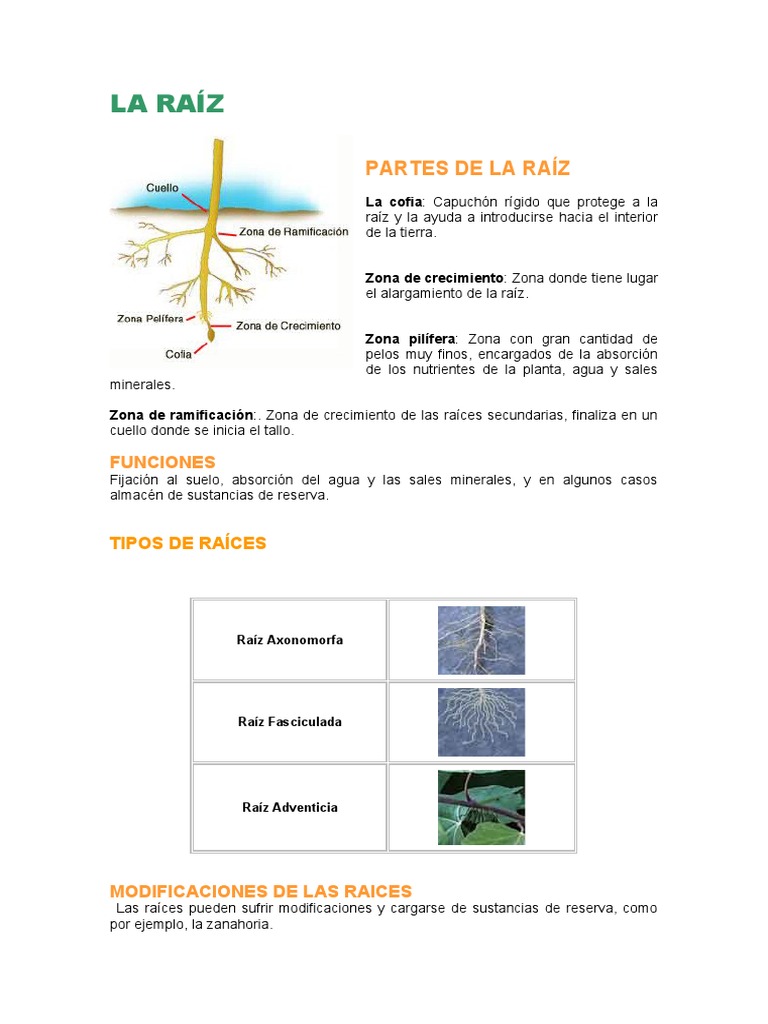 Partes y Funciones de la Raíz | PDF