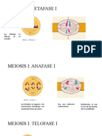 Meosis I: Metafase I