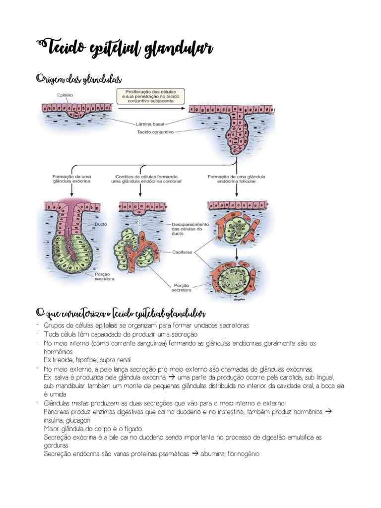 Tecido Epitelial Glandular | PDF | Epitélio | Órgão (anatomia)
