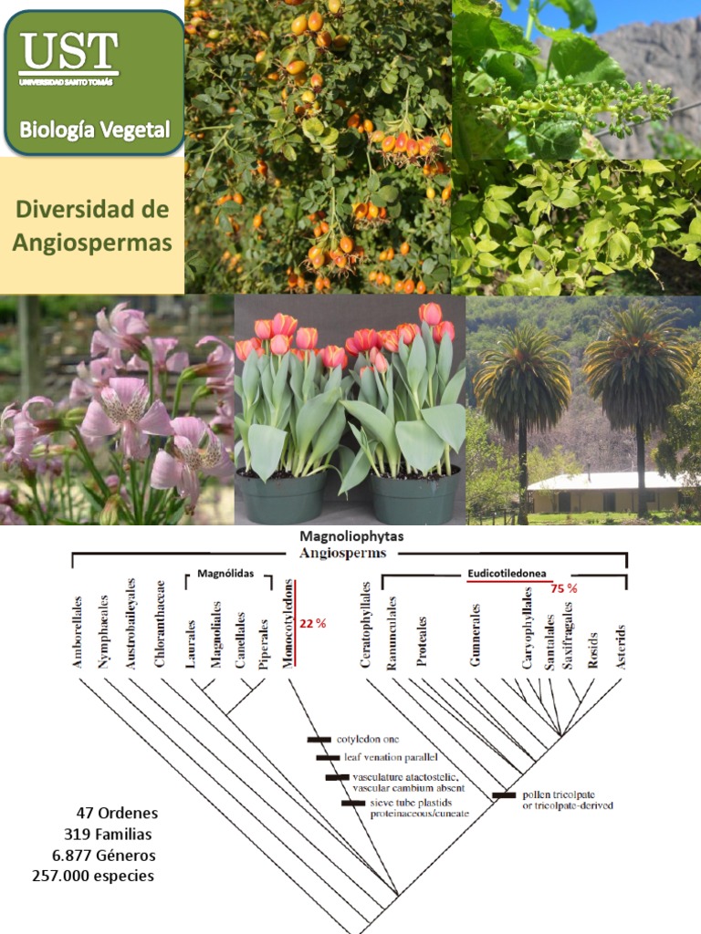 Diversidad y clasificación de las angiospermas | PDF | Plantas | Botánica