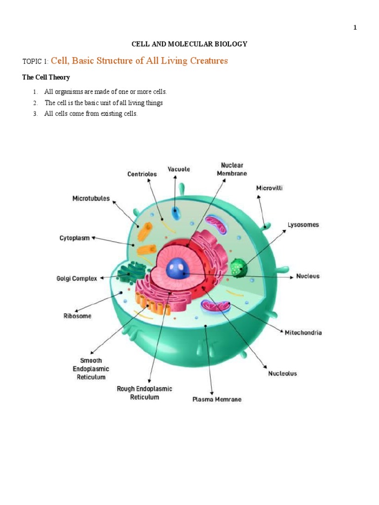 Cell and Molecular Biology | Download Free PDF | Cell (Biology) | Rna