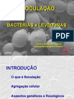 Floculação de leveduras por bactérias lactobácilas