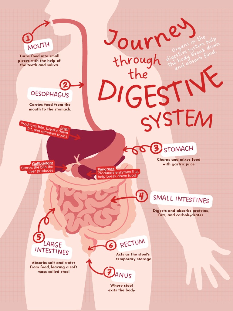 The Digestive Journey: A Comprehensive Overview of the Digestive System ...