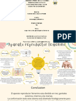 Mapa Mental Del Aparato Genital Femenino