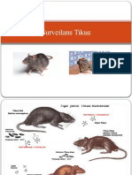 Surveilans Tikus