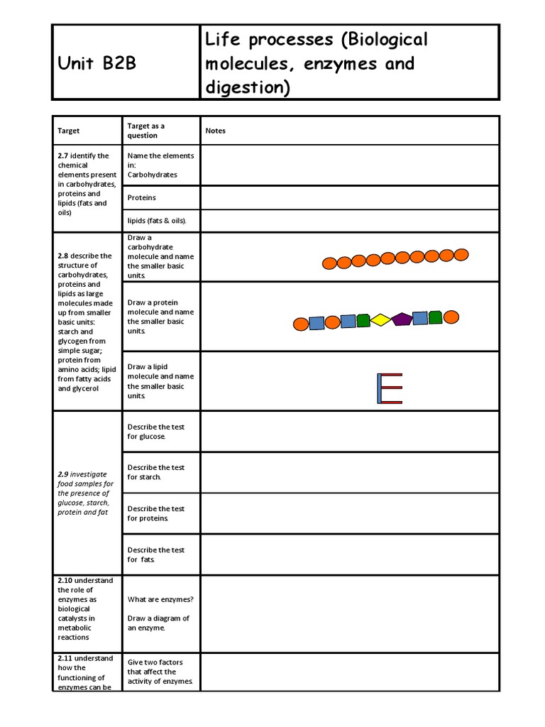 Gcse Biology Edexcel B2b Life Process PDF Digestion Enzyme