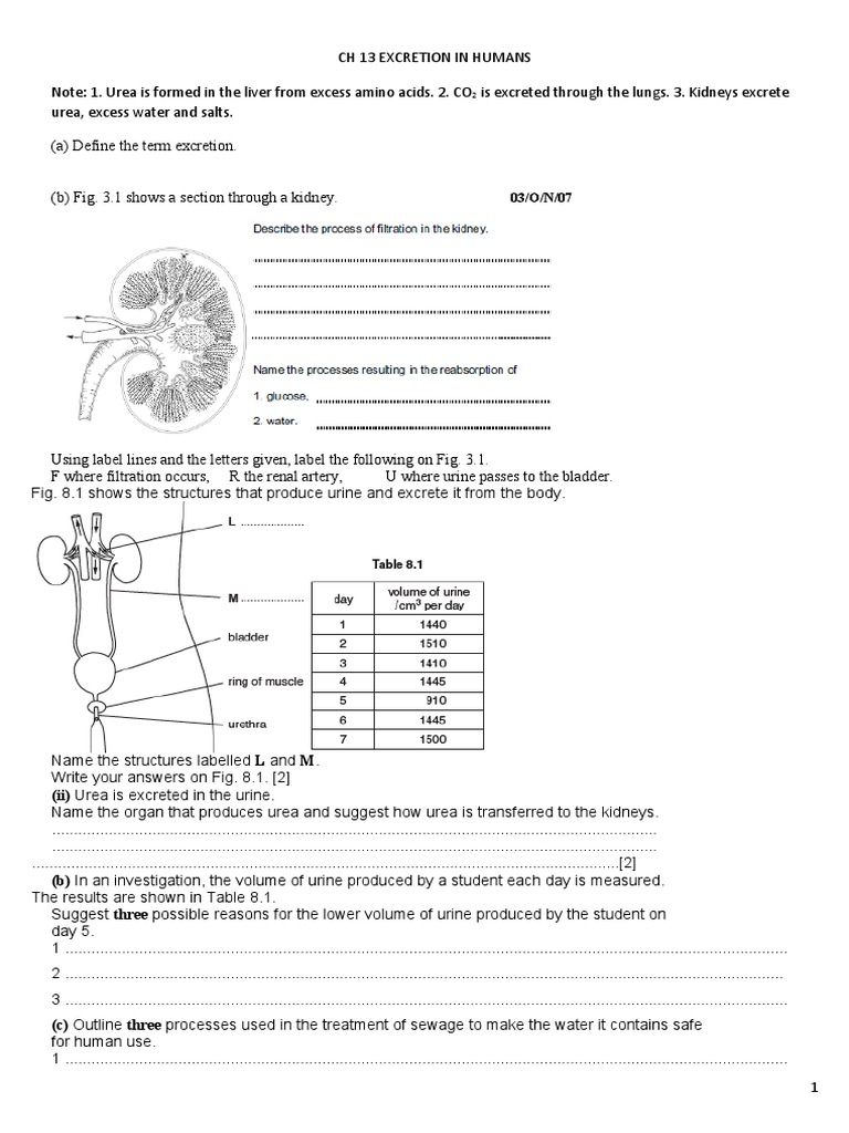Ch 13 excretion in humans questions pdf kidney excretion