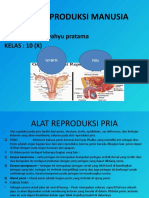 Alat Reproduksi Manusia: NAMA: Dimas Wahyu Pratama KELAS: 10 (X)