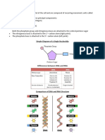 DNA and RNA Handout