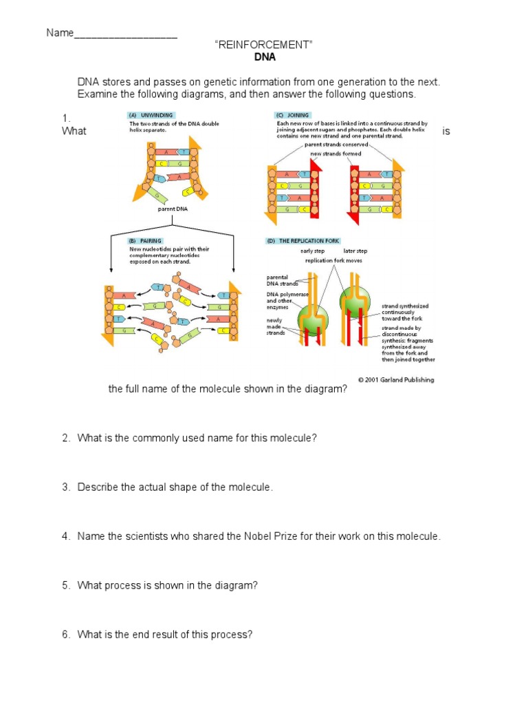 DNA Worksheet | PDF