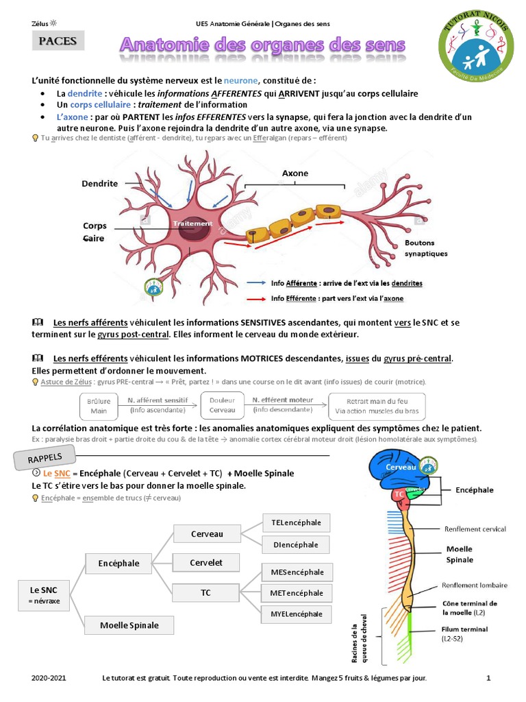 Organes Des Sens | PDF | Système vestibulaire | Système nerveux central
