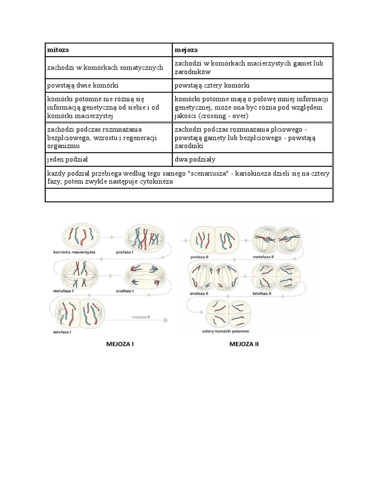 Mitoza I Mejoza Klasa 8 Mitoza I Mejoza | PDF