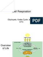 Cell Respiration Overview