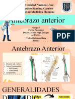 Antebrazo Anterior: Universidad Nacional José Faustino Sánchez Carrión Facultad Medicina Humana