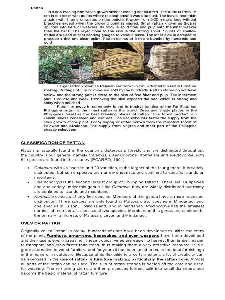 Classification and Uses of Rattan Genera Found in the Philippines | PDF