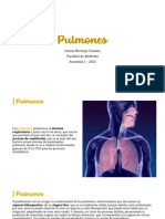 TP3 - Pulmones