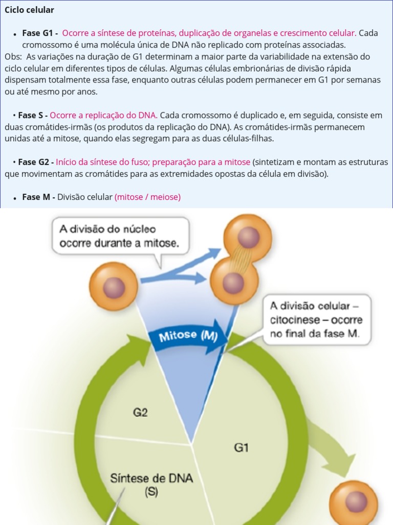 Fases do Ciclo Celular e Controle de DNA | PDF