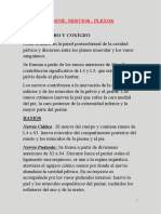 PELVIS Y PERINÉ Nervios Plexo Sacrocoxígeo