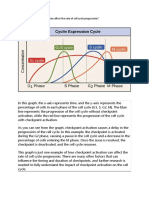 How Does Checkpoint Activation Affect The Rate of Cell Cycle Progression?