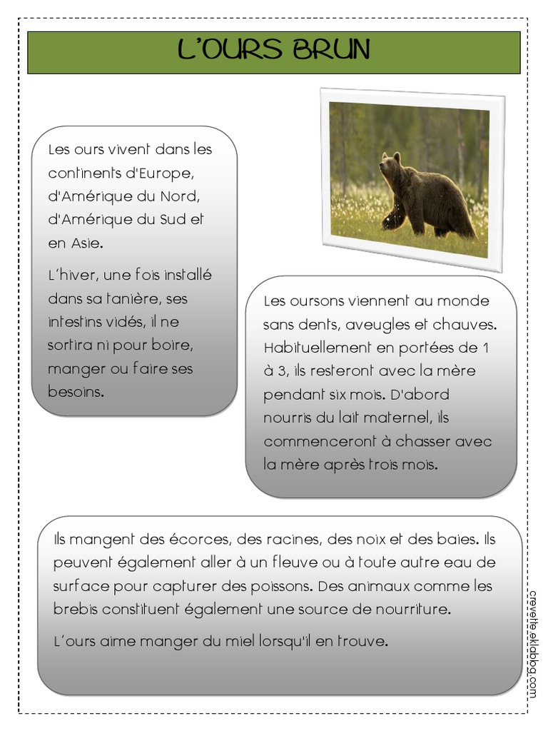 Animauxforêt, PDF, Ours