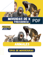 Mordeduras de animales: tipos, causas de infección y tratamiento