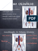 Sistema Urinário: Estrutura e Função