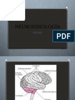 Neurofisiología Repaso