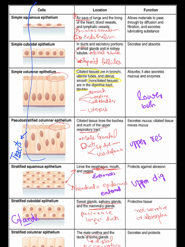 Location of Epithelium | PDF