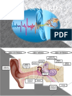 Oido Y Sus Partes