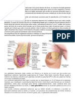 Anatomia y Semiologia de Mamas