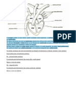 esquema cardiaco