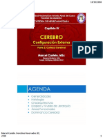 Agenda: Generalidades Histología Citoarquitectura Mapeo y Niveles de Jerarquía Áreas Funcionales Dominancia Cerebral