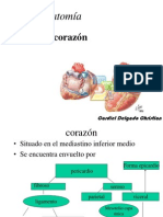 01corazon Anatomia