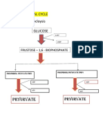 Biochemical Cycle Glycloysis Glucose: Pryurvate