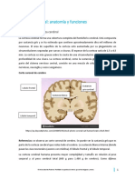 Corteza Cerebral: Anatomía y Funciones