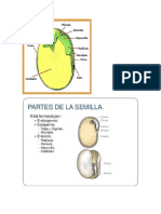 Partes Del Embrión en Angiospermas