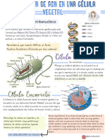 Extracción de ADN 