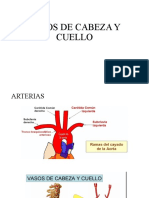 Vasos de Cabeza y Cuello