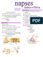 Comunicação sináptica: transmissão de sinais entre neurônios