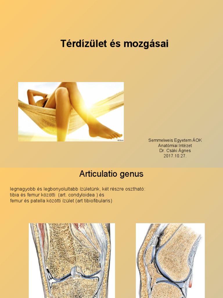 Térdízület És Mozgásai: Semmelweis Egyetem ÁOK Anatómiai Intézet Dr ...