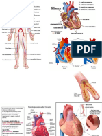 Imagenes Sist - Cardiovascular