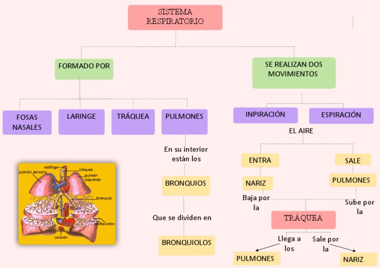 Organizador visual del sistema respiratorio | PDF