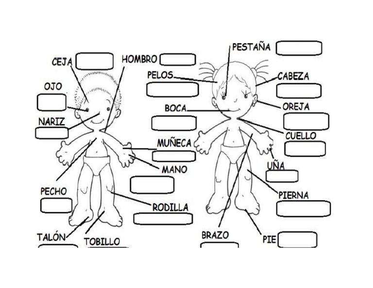 Partes Del Cuerpo | PDF