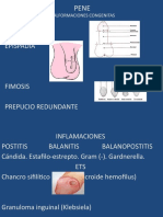 Hipospadia Epispadia: Malformaciones Congenitas