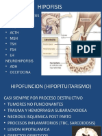 Hipofisis: Adenohipofisis - GH - PRL - Acth - MSH - TSH - FSH - LH Neurohipofisis - Adh - Occitocina