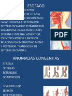 Esofago, Estomago e Intestino