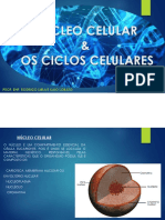 Núcleo Celular & Os Ciclos Celulares: Prof. Enf. Rodrigo Lima E Kaio Lobato
