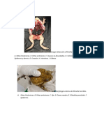 Morfología y reproducción de la rana venenosa Rhinella horribilis