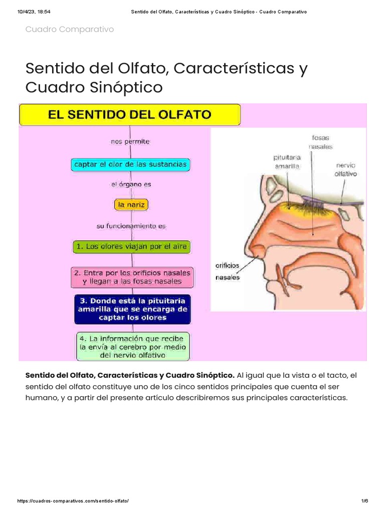 Mapa Conceptual del Sentido del Olfato | PDF | Cerebro | Percepción visual