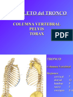 Esqueleto Del Tronco